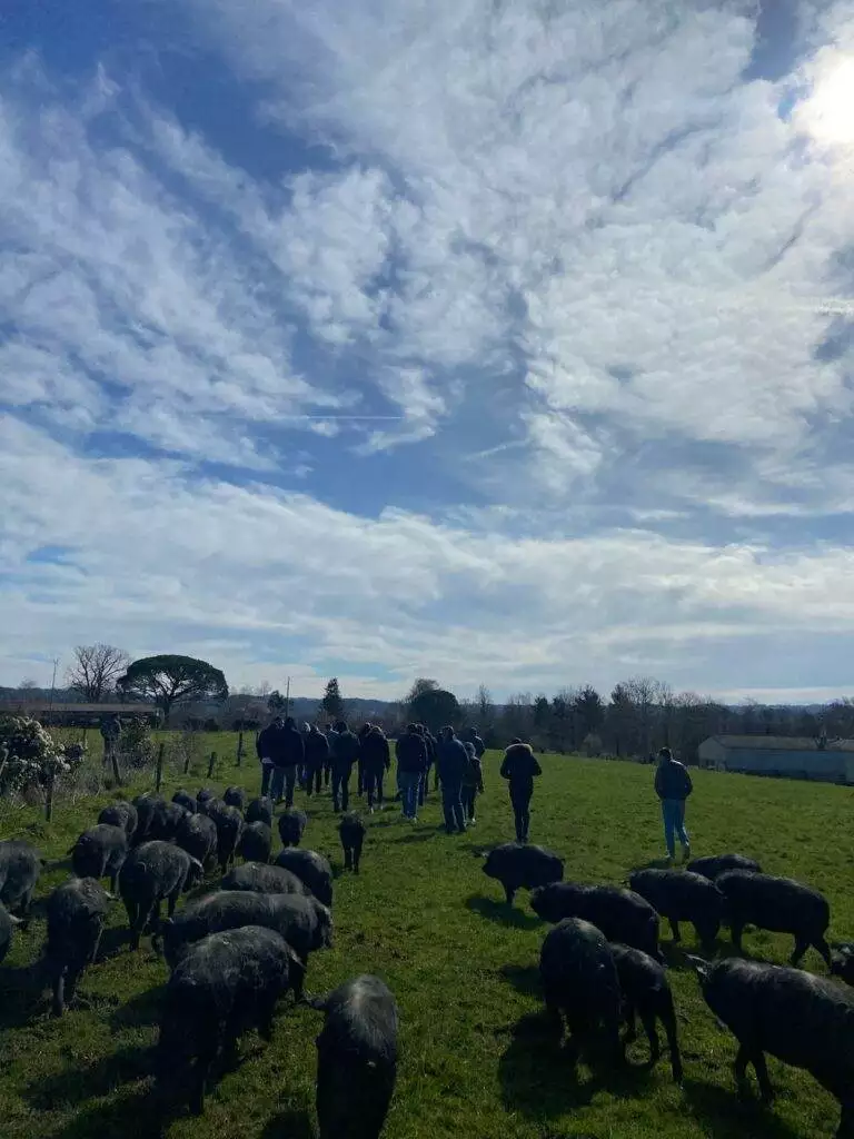 Visite élevage de porc noir de bigorre